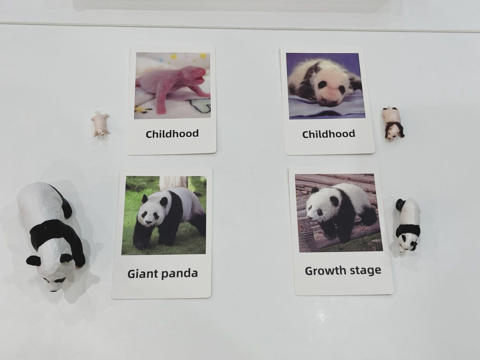 Montessori panda life cycle matching game with cards and animal figurines arranged in a sorting tray
