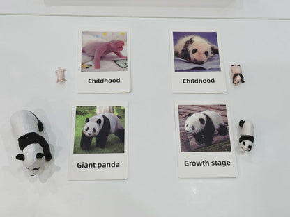 Montessori panda life cycle matching game with cards and animal figurines arranged in a sorting tray