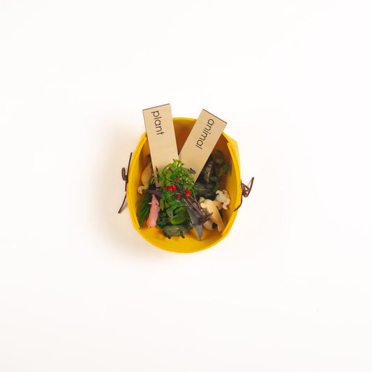 Montessori plants classification material with models and cards for early science education
