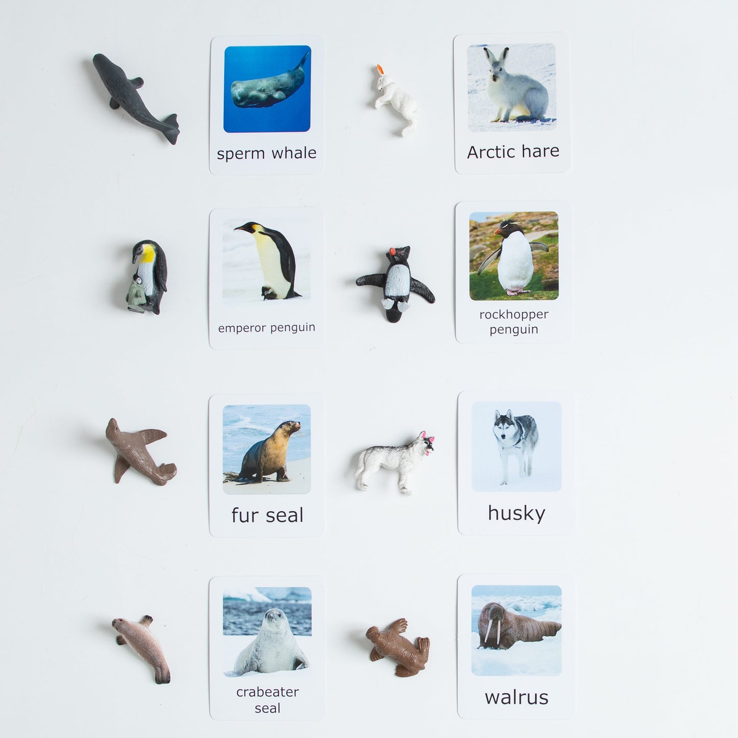Montessori Arctic and Antarctic animal matching cards displayed with polar animal figurines including polar bear, penguin, seal, whale, and fox