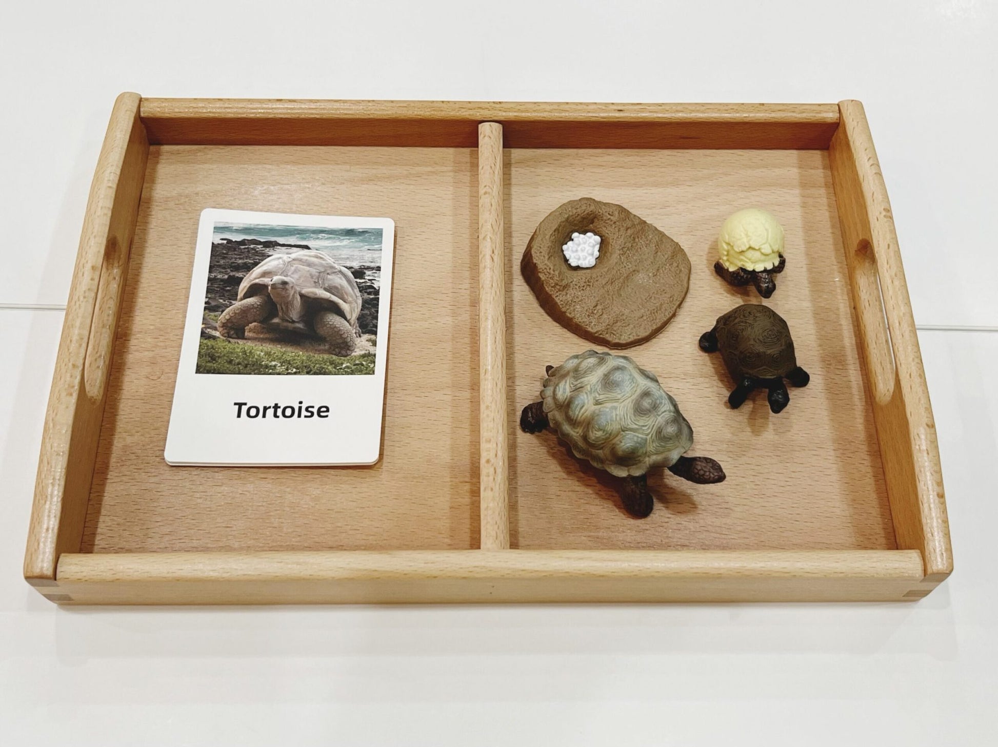 Montessori tortoise life cycle activity for teaching animal growth, biology concepts, and classification skills