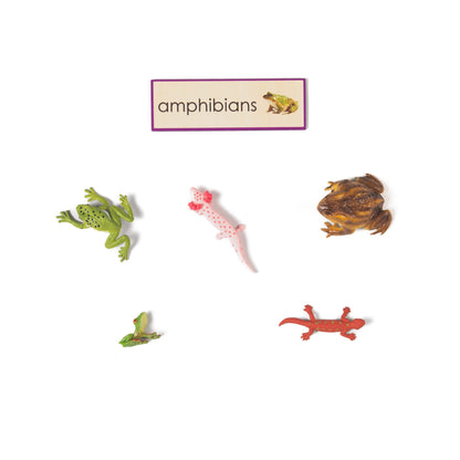 Montessori Five Classes of Vertebrates Classification Set - Zoology Animal Sorting Material