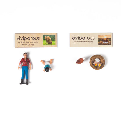 Montessori Viviparous and Oviparous Classification Set - Zoology Animal Sorting Material