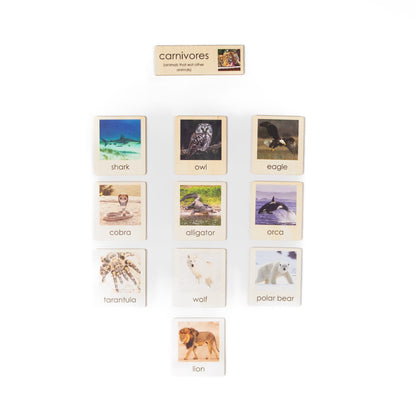 Montessori zoology animal classification cards used for sorting and identifying animal groups
