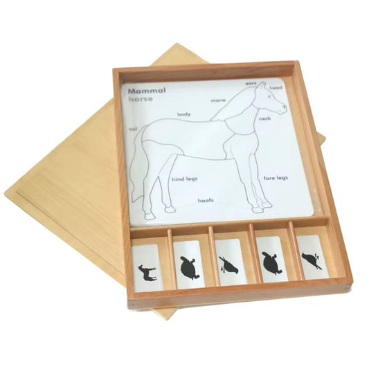 Montessori zoology control cards set for animal classification and anatomy learning with matching picture cards