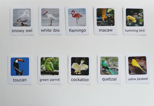 Montessori Animal Matching Set - Exotic Birds - Figurines and Cards