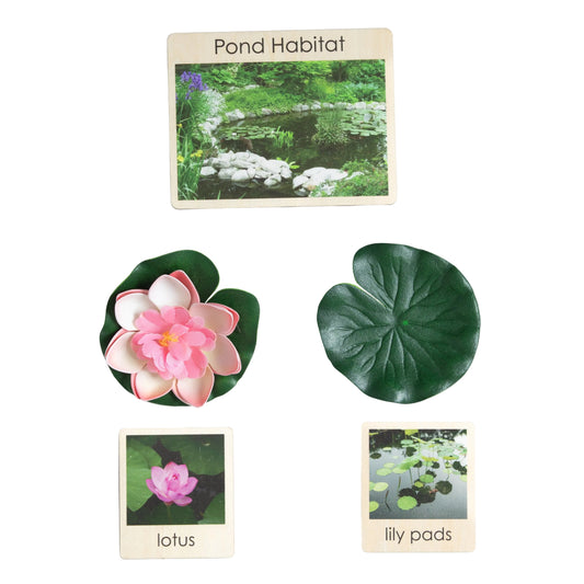 Montessori pond habitat classification set with pond animals, plants, and life cycle materials for ecosystem learning