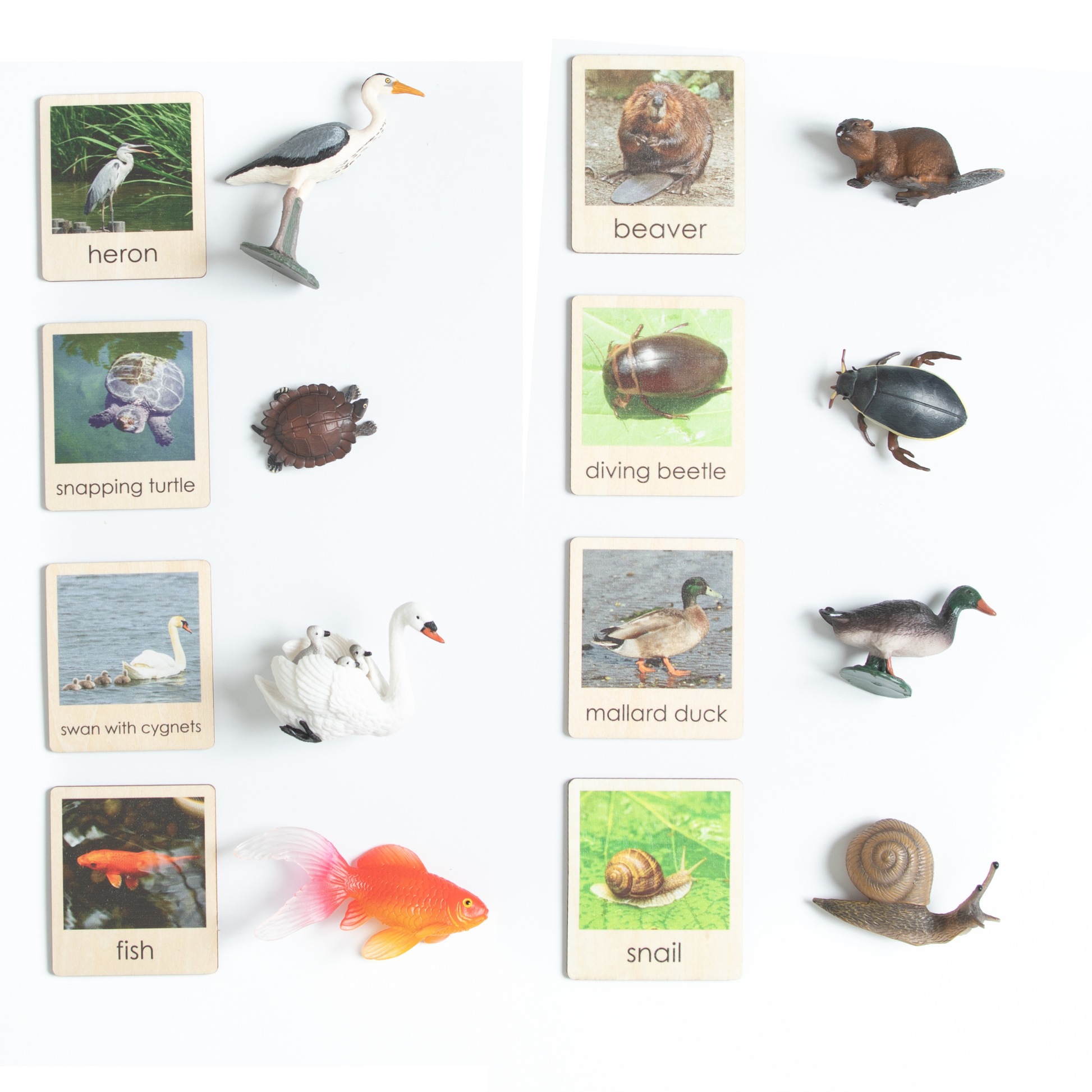 Montessori pond animals matching cards showing frogs, fish, insects, and other freshwater animals