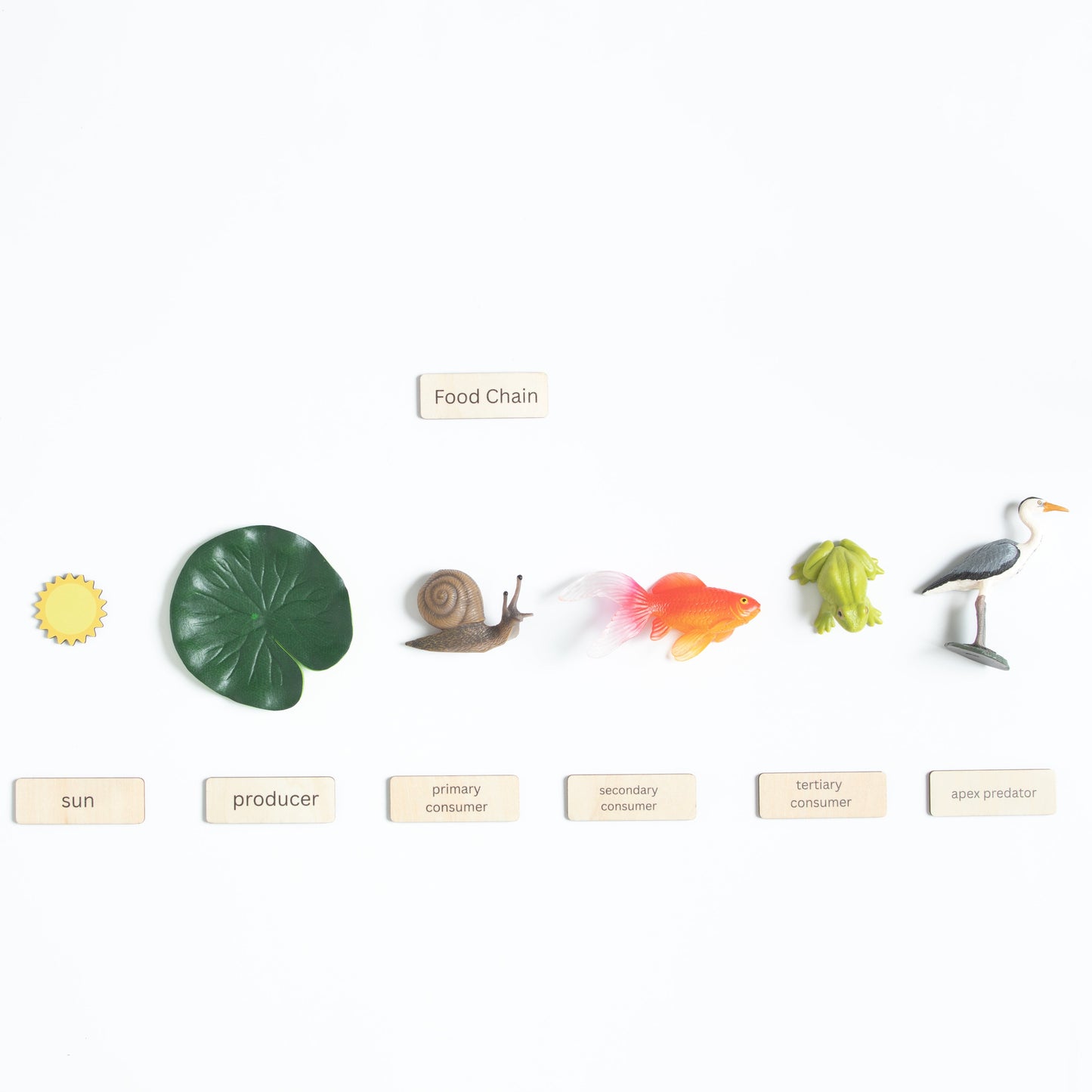 Montessori pond habitat elements including pond plants and environmental features for classification