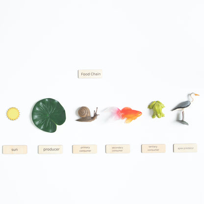 Montessori pond habitat elements including pond plants and environmental features for classification