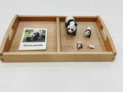 Panda life cycle Montessori activity with realistic figurines and matching picture cards for toddlers and preschoolers
