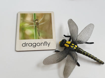 Pond Habitat | Montessori Culture Classification Set | Pond animals and lifecycles matching set