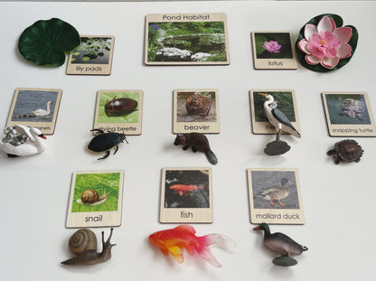 Pond Habitat | Montessori Culture Classification Set | Pond animals and lifecycles matching set