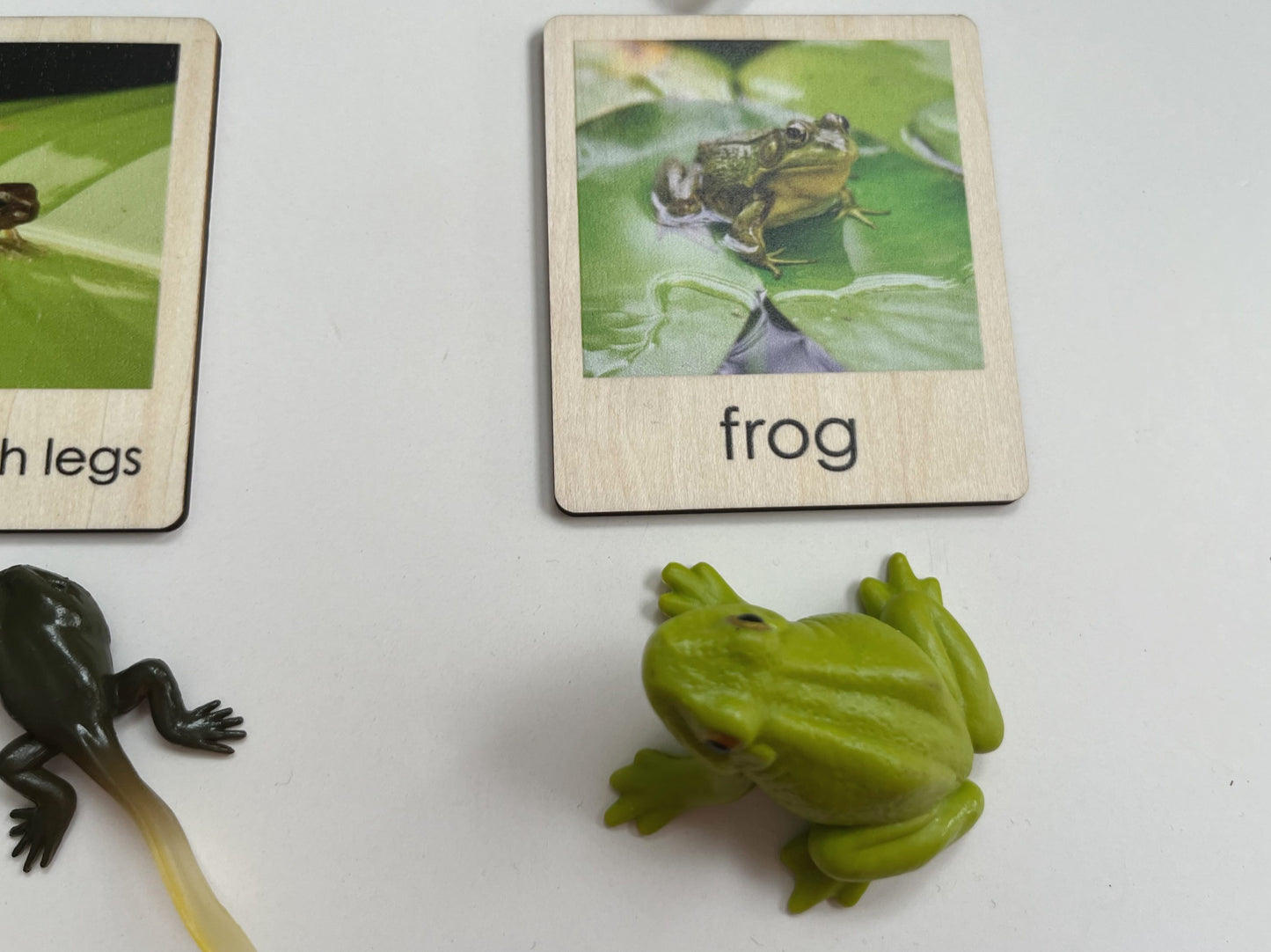 Pond Habitat | Montessori Culture Classification Set | Pond animals and lifecycles matching set