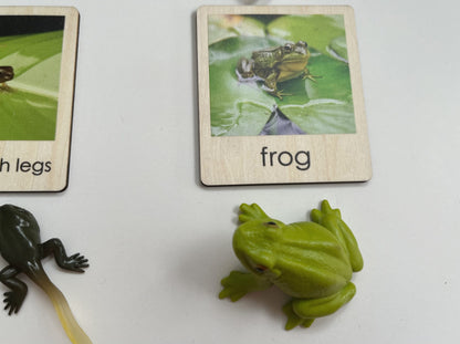 Pond Habitat | Montessori Culture Classification Set | Pond animals and lifecycles matching set
