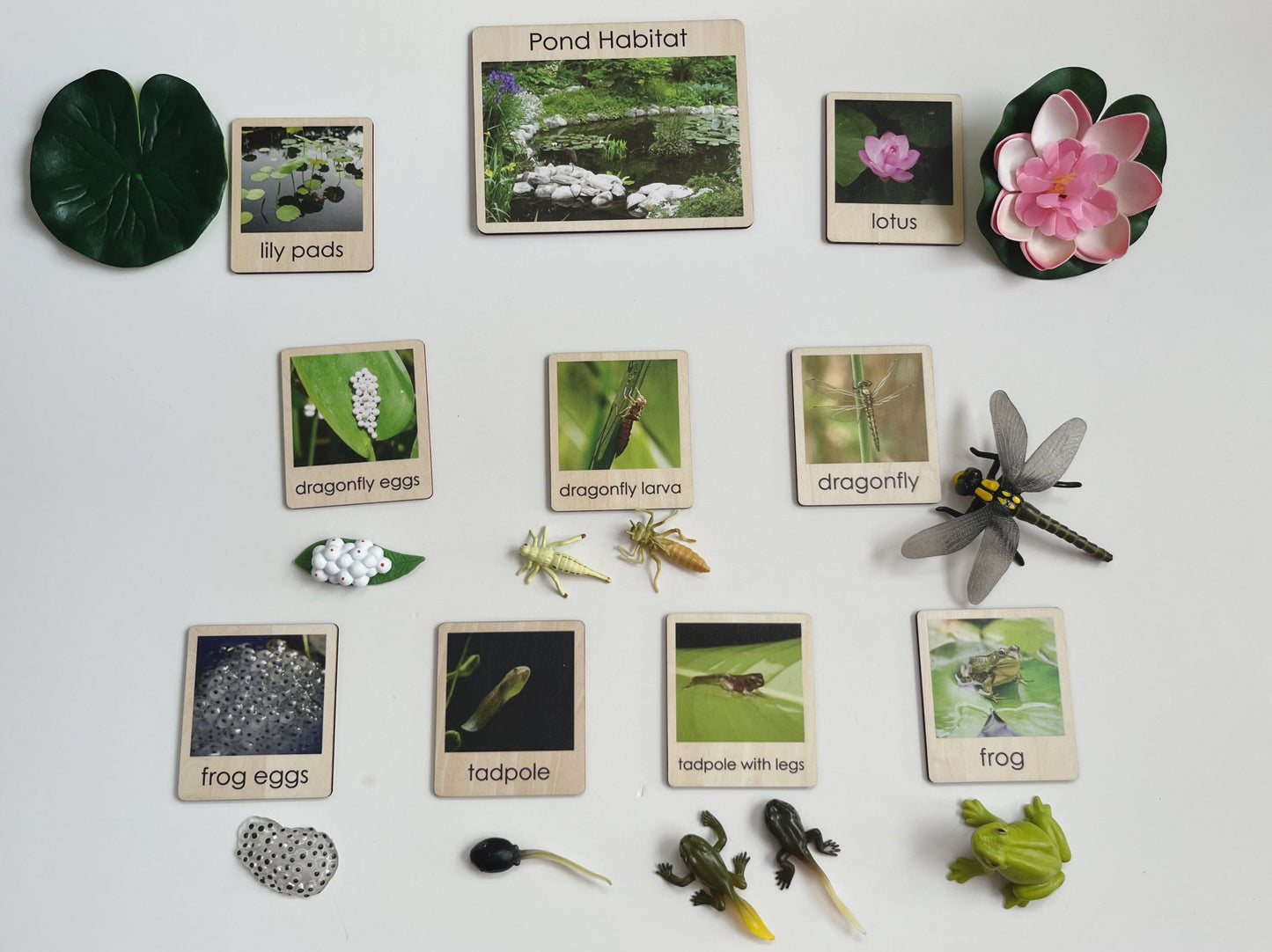 Pond Habitat | Montessori Culture Classification Set | Pond animals and lifecycles matching set