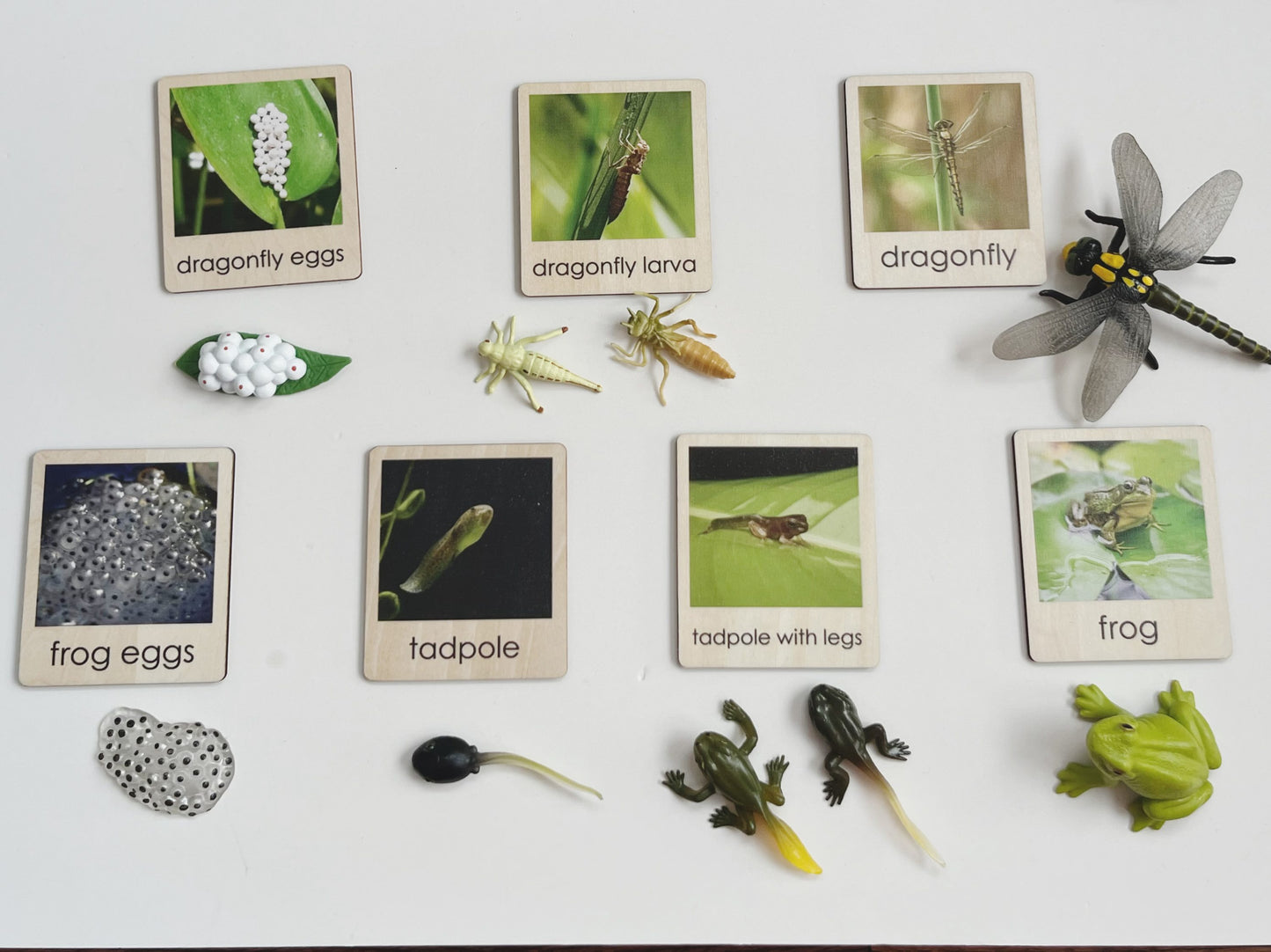 Pond Habitat | Montessori Culture Classification Set | Pond animals and lifecycles matching set