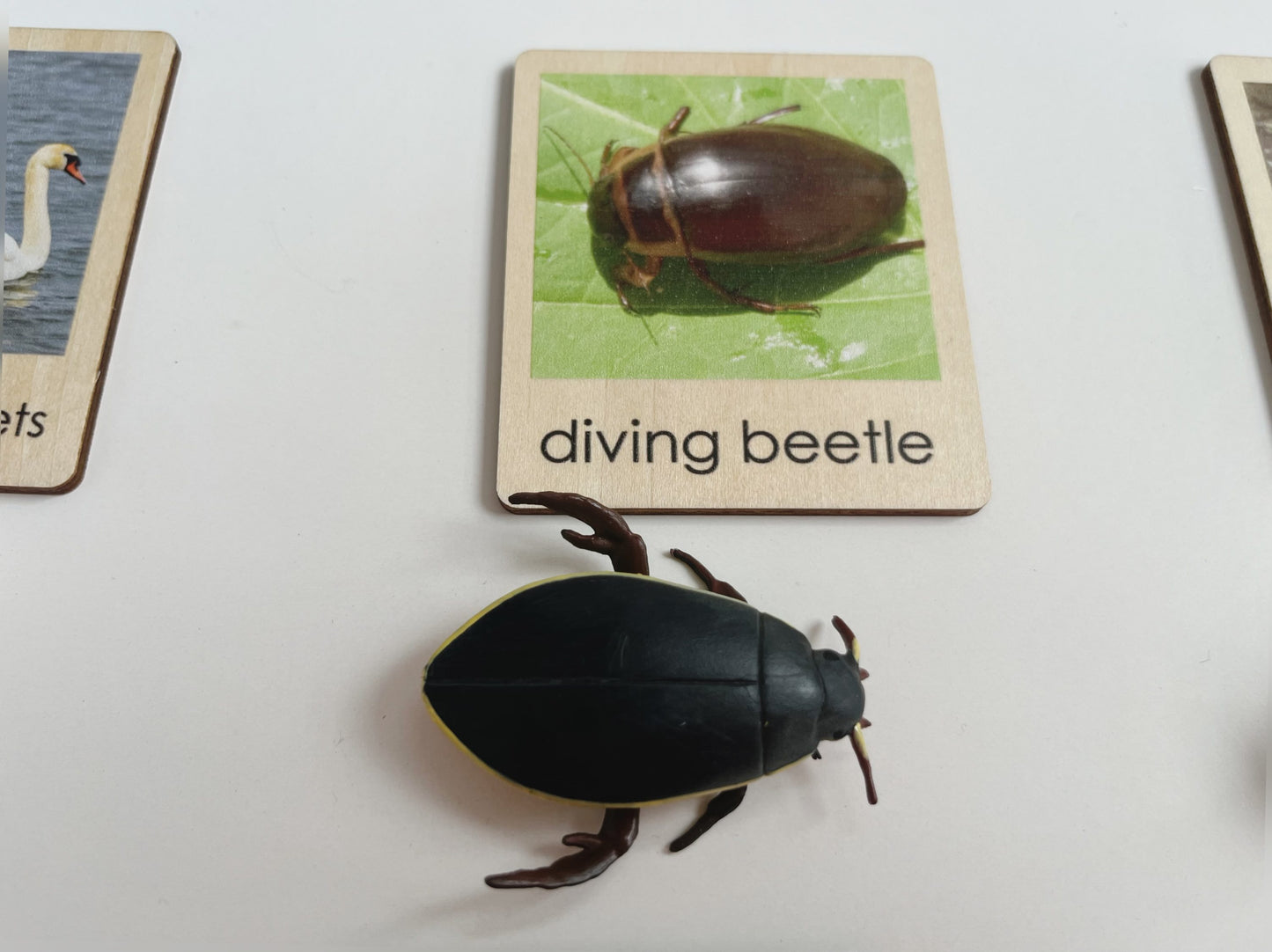 Pond Habitat | Montessori Culture Classification Set | Pond animals and lifecycles matching set