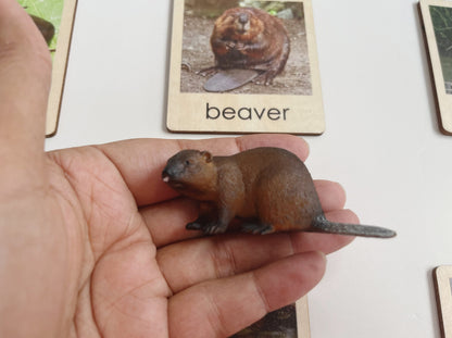 Pond Habitat | Montessori Culture Classification Set | Pond animals and lifecycles matching set