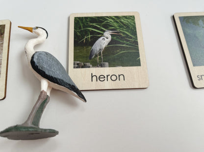 Pond Habitat | Montessori Culture Classification Set | Pond animals and lifecycles matching set