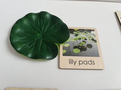 Pond Habitat | Montessori Culture Classification Set | Pond animals and lifecycles matching set