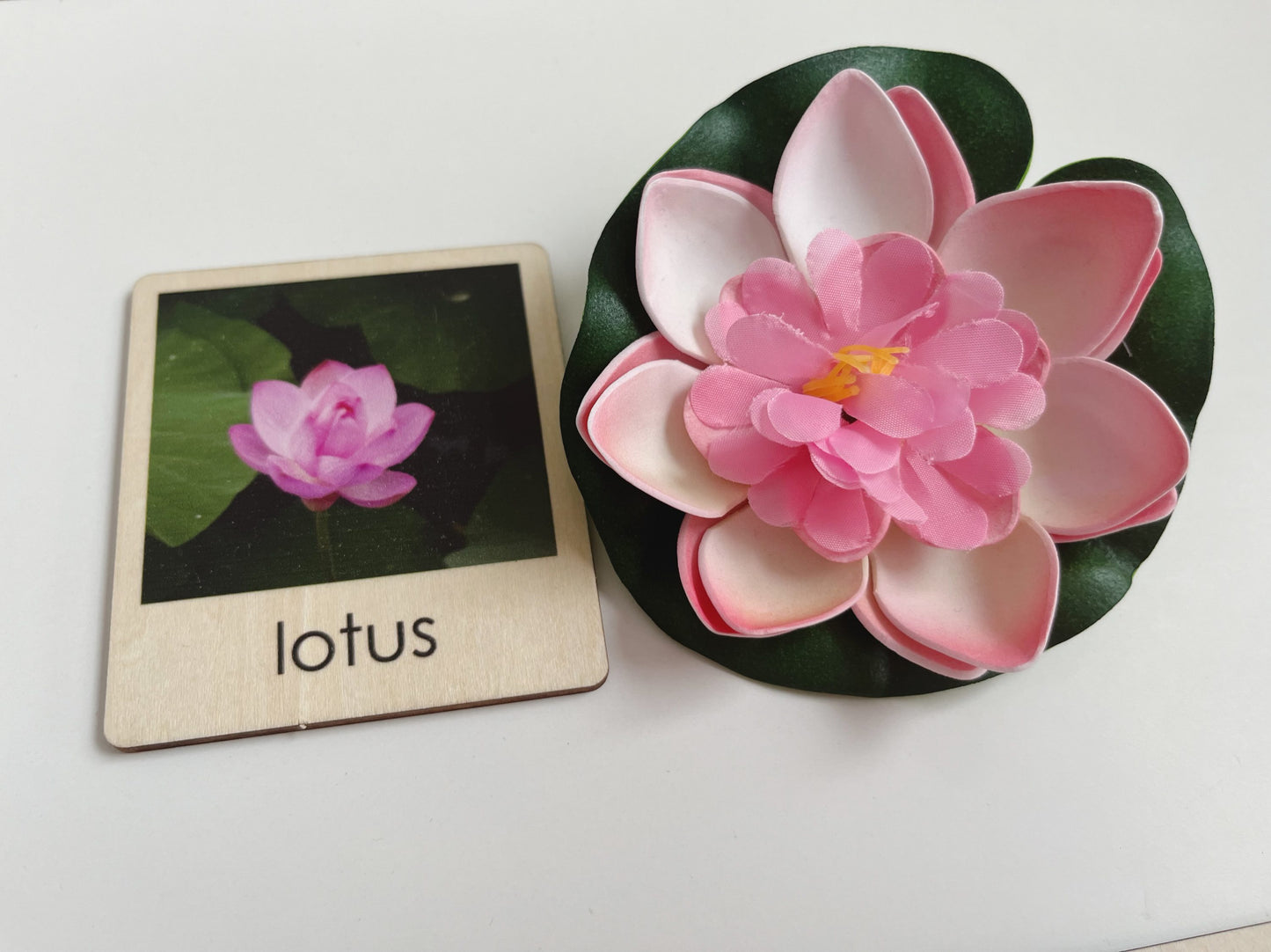 Pond Habitat | Montessori Culture Classification Set | Pond animals and lifecycles matching set