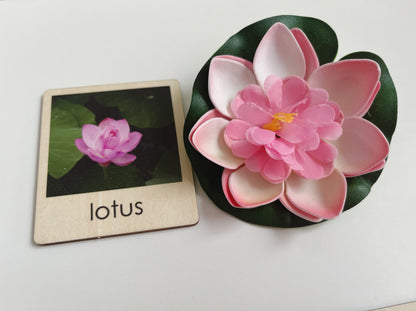 Pond Habitat | Montessori Culture Classification Set | Pond animals and lifecycles matching set