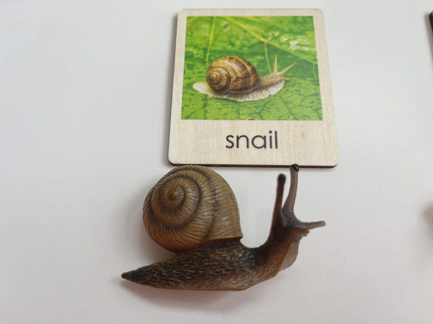 Pond Habitat | Montessori Culture Classification Set | Pond animals and lifecycles matching set