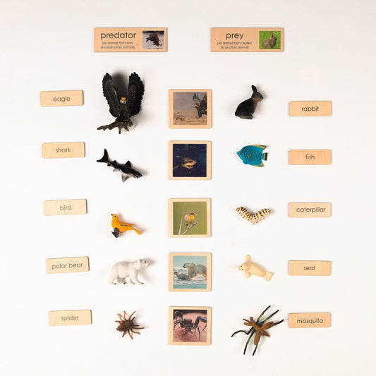 Montessori Prey and Predator Classification Set - Zoology Animal Sorting Material with Wooden Cards