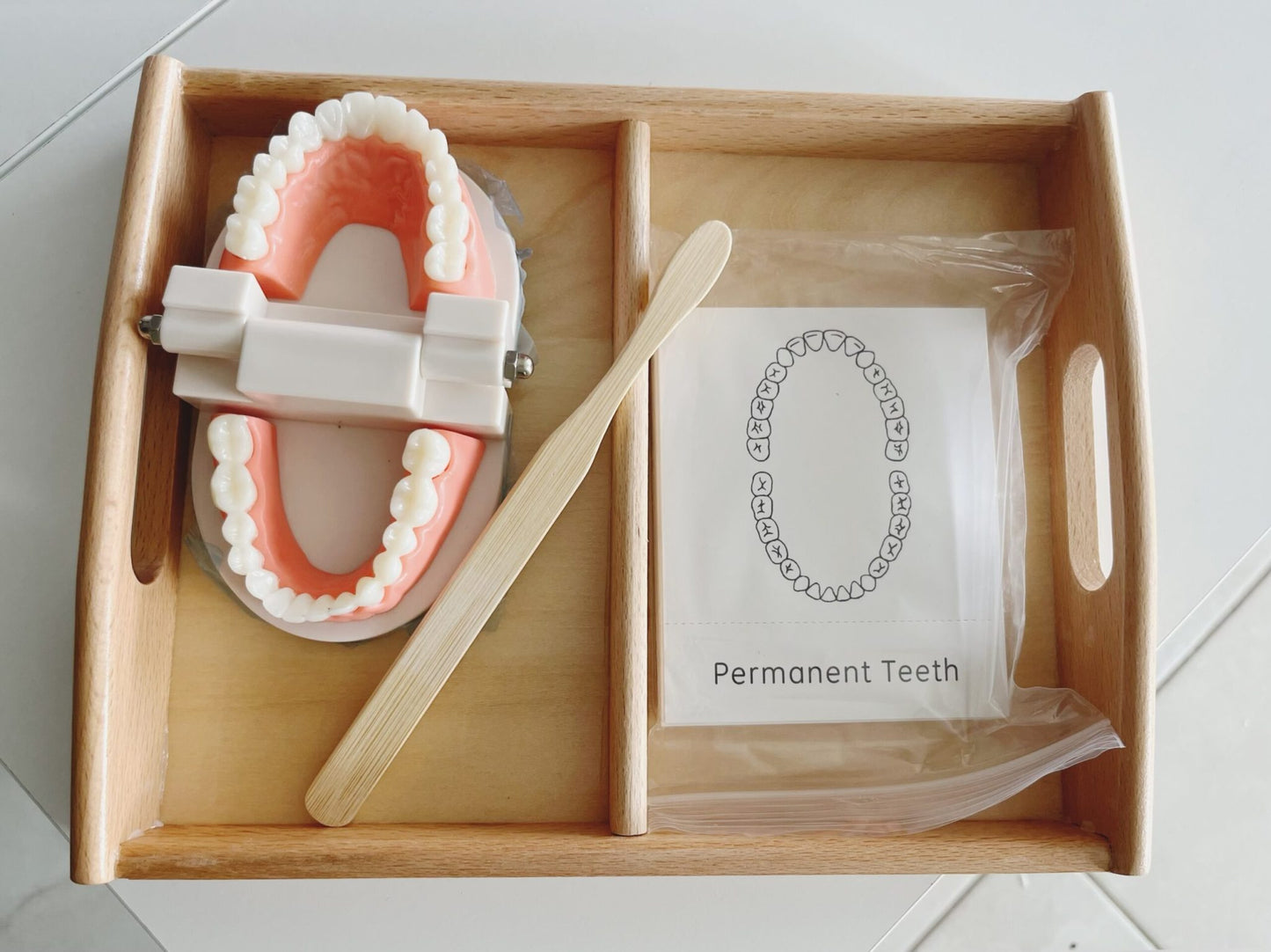 Montessori Dental Model Set - Teeth Cleaning Activity for Kids