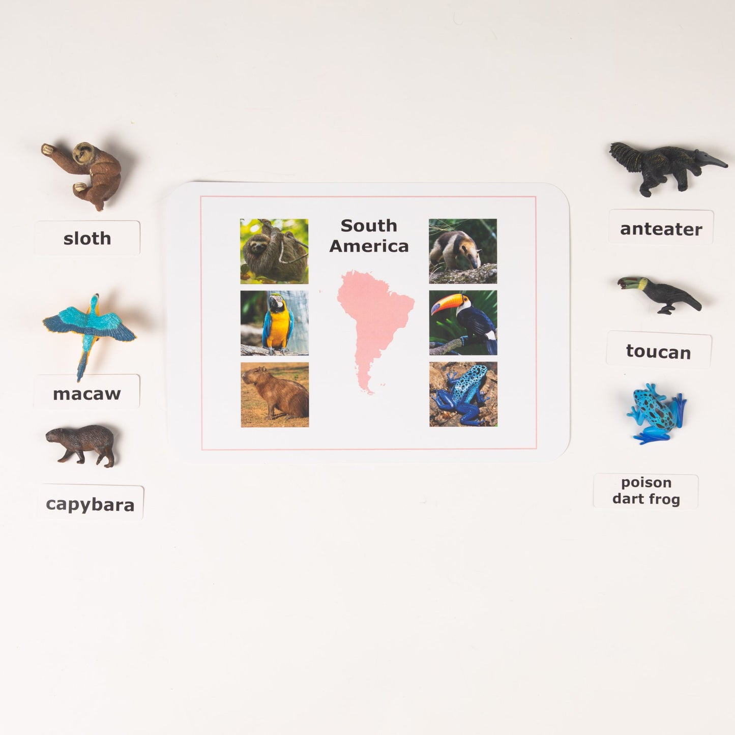 Montessori Animals of the Seven Continents - Bundle - Culture and Geography Classification