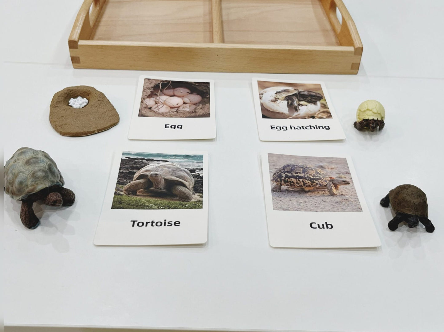 Tortoise life cycle Montessori material showing egg, hatchling, young tortoise, and adult stages for hands-on learning
