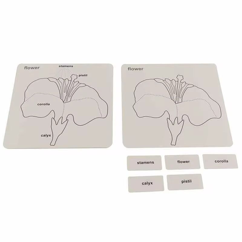 Montessori tree and leaf outline control cards for early botany learning and plant identification