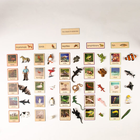 Montessori Five Classes of Vertebrates Classification Set - Zoology Animal Sorting Material