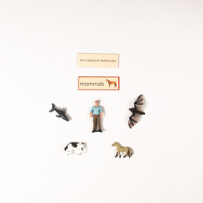 Montessori Five Classes of Vertebrates Classification Set - Zoology Animal Sorting Material
