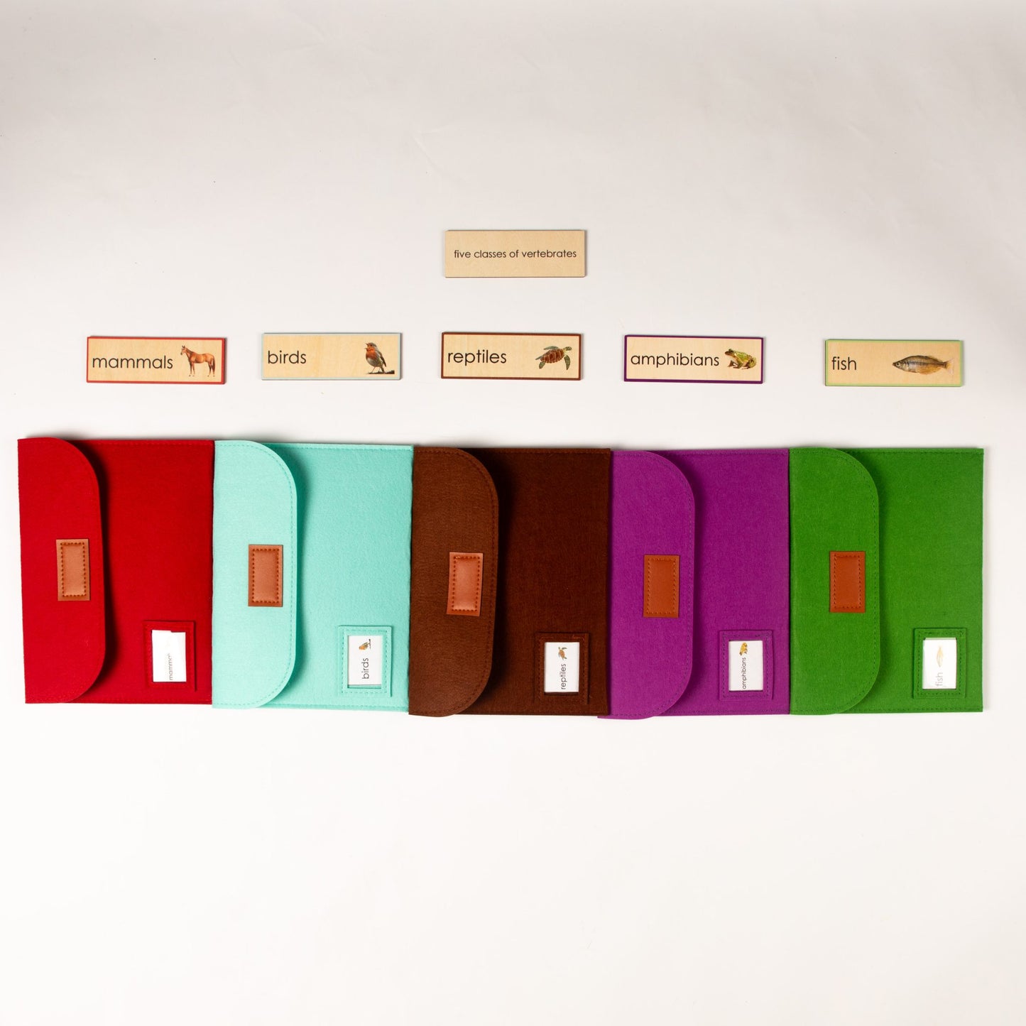 Montessori Five Classes of Vertebrates Classification Set - Zoology Animal Sorting Material