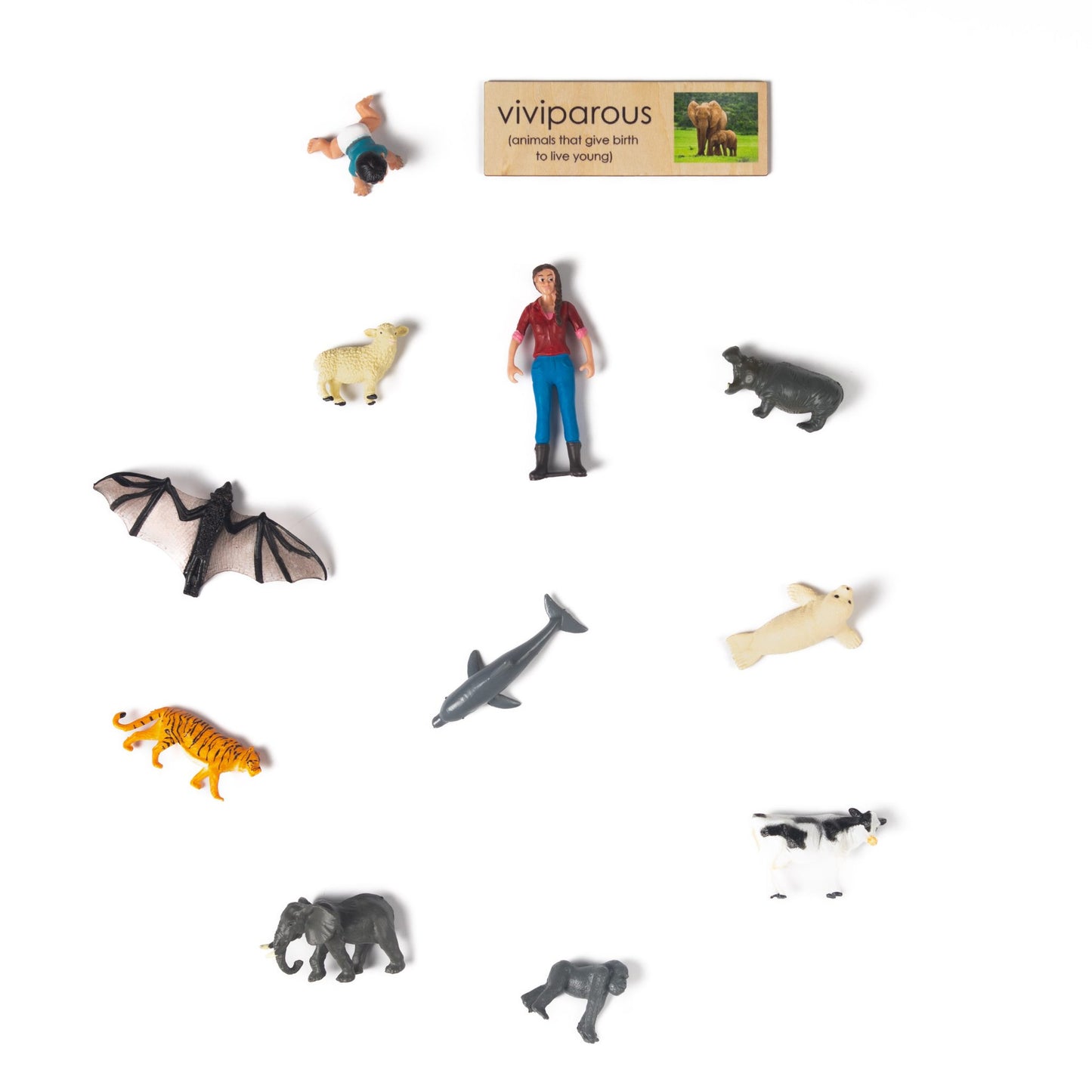 Montessori Viviparous and Oviparous Classification Set - Zoology Animal Sorting Material