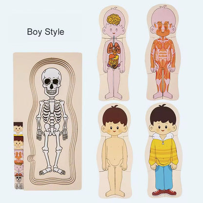 Wooden human anatomy puzzle being assembled layer by layer for learning body structure
