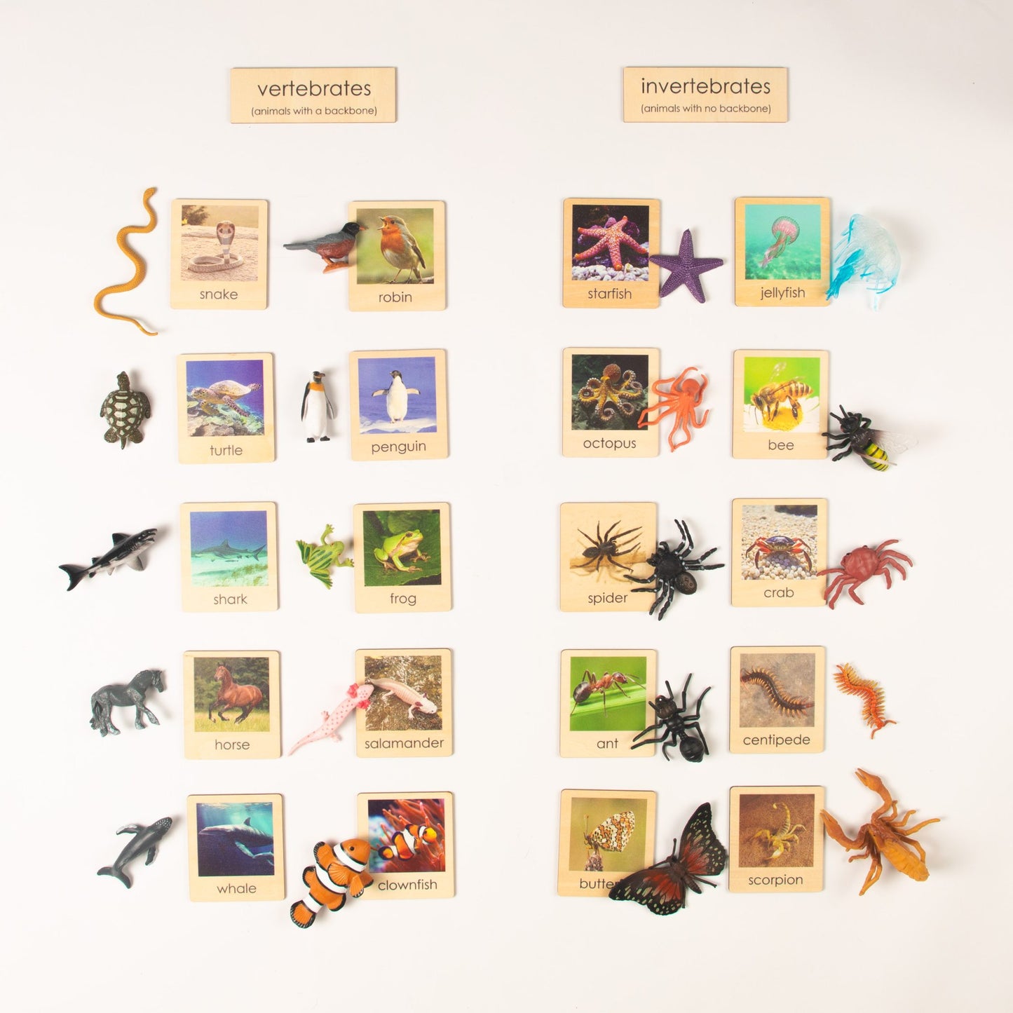 Montessori Vertebrates and Invertebrates Classification Set - Zoology Animal Sorting Material